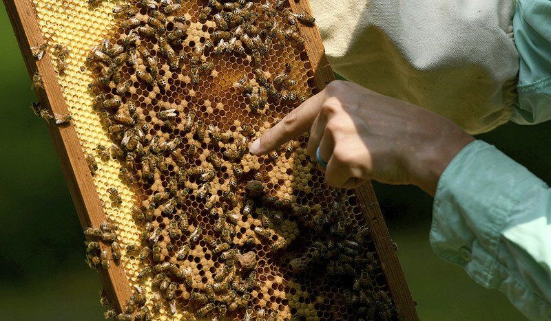 Thank-a-Farmer: Honey, bee farming — it's pretty sweet